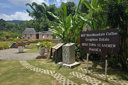 Blue Mountain Coffee Hike and Tour