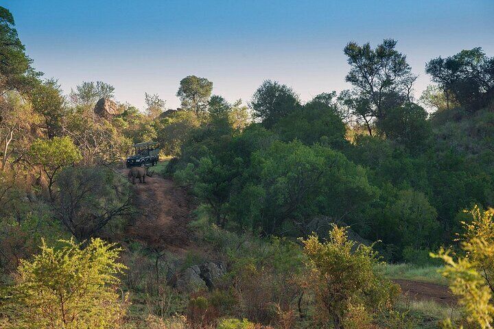 3-Hour Safari Game Drive in Pilanesberg National Park