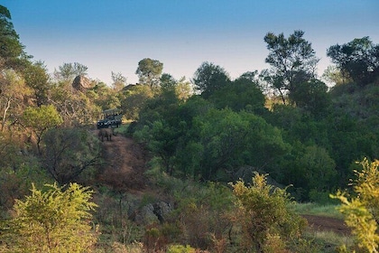 3-Hour Safari Game Drive in Pilanesberg National Park