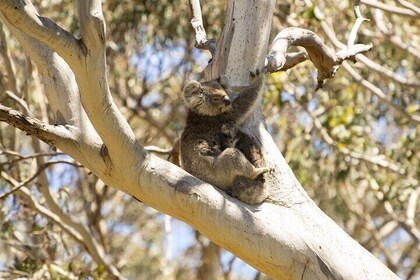 Little Koala Walking Tour