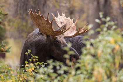 Moose Safari in Scandinavian Mountain