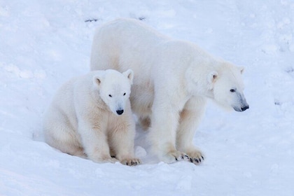 Ranua Wildlife Park Photography Tour