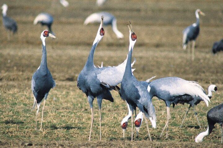 White naped cranes.