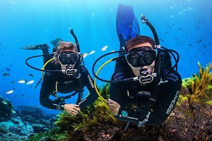 Nha Trang Scuba Diving Experience : Two Dives with Lunch