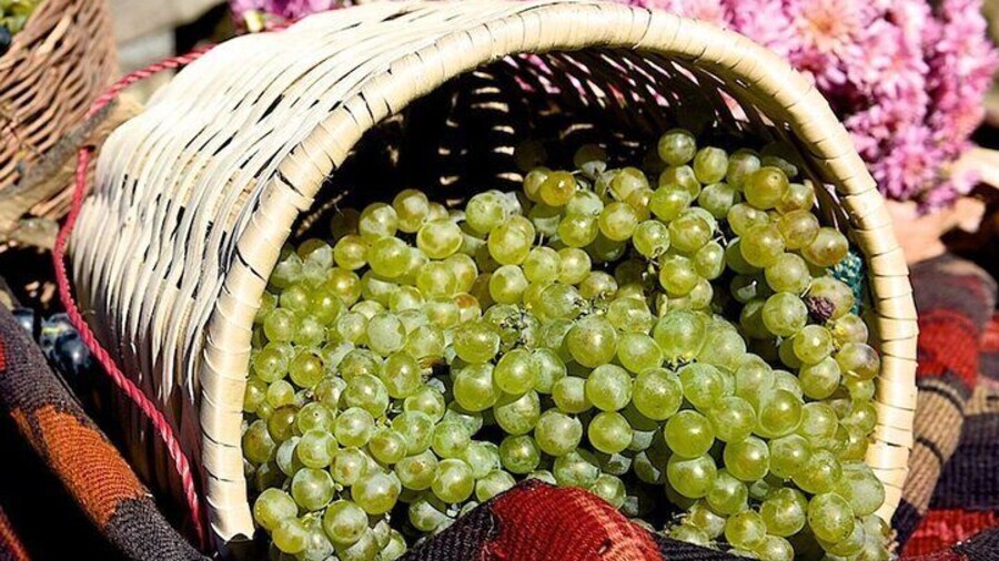 Rtveli Grape Harvest Festival Tour in Kakheti Georgia