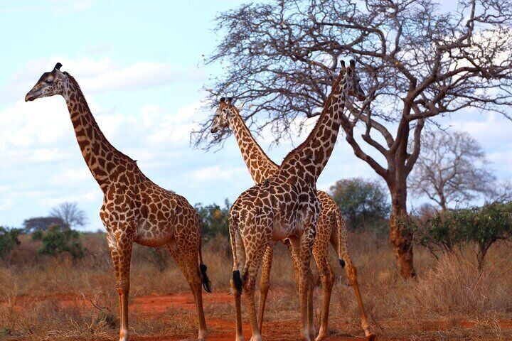 Experience the Wild: A Day Trip to Tsavo East from Diani