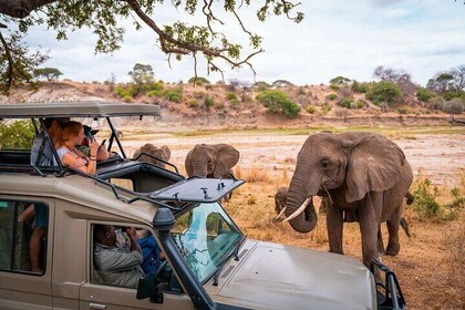 4 Days Adventure Camp Safari toTarangire Serengeti and Ngorongoro