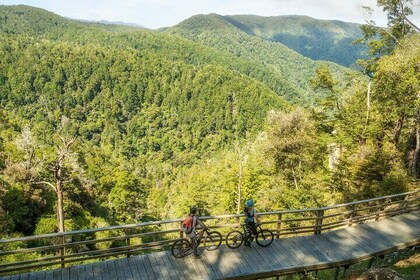 Half Day Guided Mountain Biking Adventure in Nelson