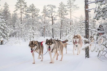 Huskies 5km Self Driven Sleigh Ride