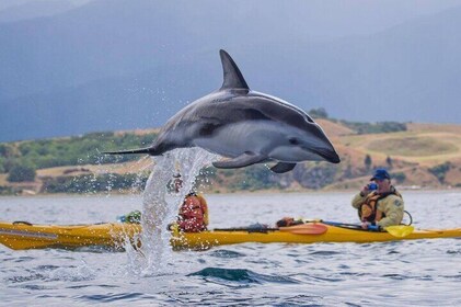 Kaikoura Kayaking Adventure Small Group Tour from Christchurch