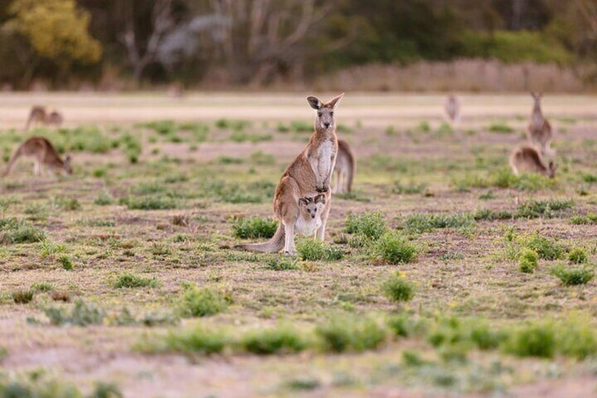 Kangaroo with joey
