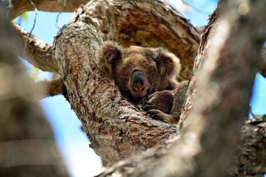 Koala in tree 