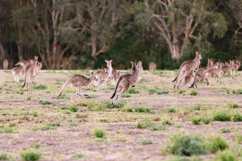 Kangaroos jumping 