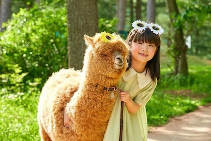 Alpaca World Adventure in Nami Island and Garden of Morning Calm