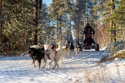 Husky Cart Ride Adventure