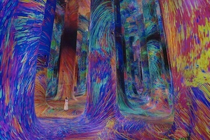 TeamLab Phenomena Abu Dhabi with Private Transfers