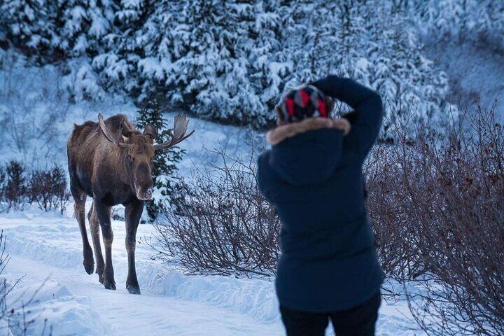 A guest photographs a bull moose on the Anchorage Winter Wonderland photo tour