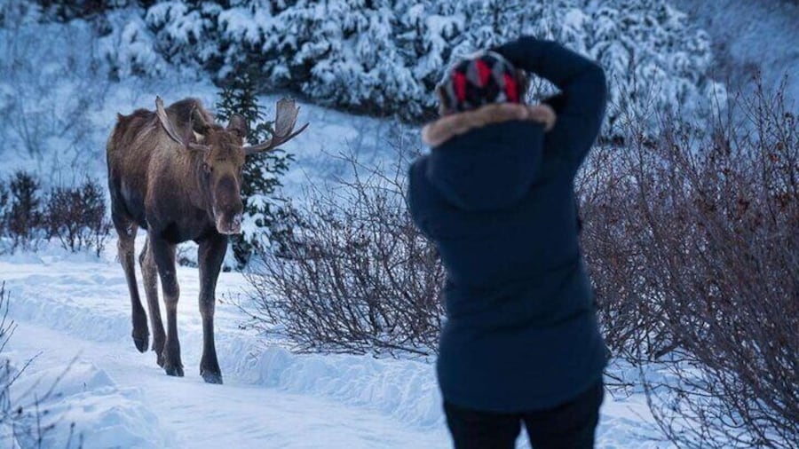 A guest photographs a bull moose on the Anchorage Winter Wonderland photo tour