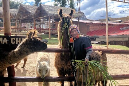 Visit Camelids Centre in Cusco