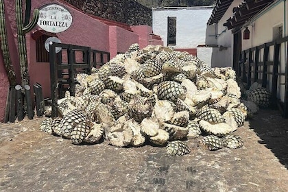 Full-Day Tour to La Fortaleza Distillery and Cantaritos