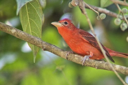 Birdwatching Tour in Esquipulas