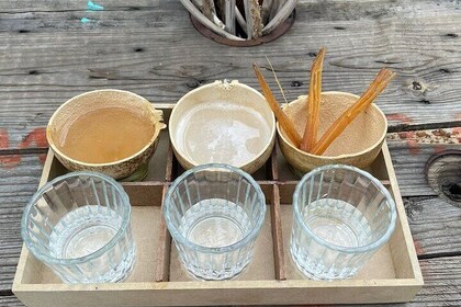 Agave Tasting Journey from Pulque to Mezcal