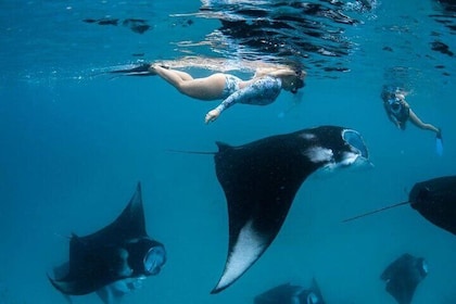 Nusa Penida Snorkeling 4 Spots with Manta Rays + Pick Up