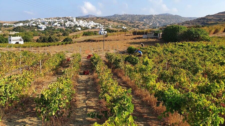 Winery Tour and Tasting in Tinos with the Winemaker