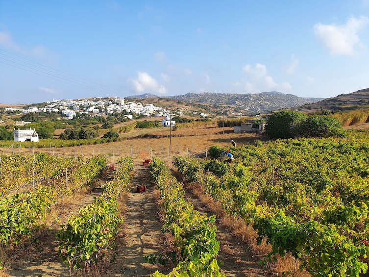 Winery Tour and Tasting in Tinos with the Winemaker