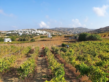 Vingårdstur och provsmakning i Tinos med vinmakaren