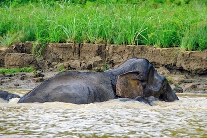 3D2N Jungle Wildlife Adventure in Sandakan (Full Board)