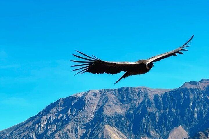 Colca Canyon Full day, all inclusive