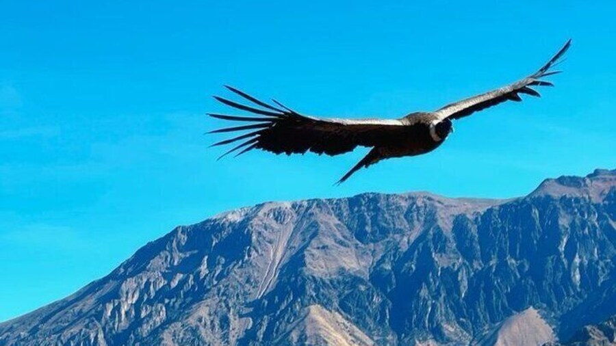 Colca Canyon Full day, all inclusive