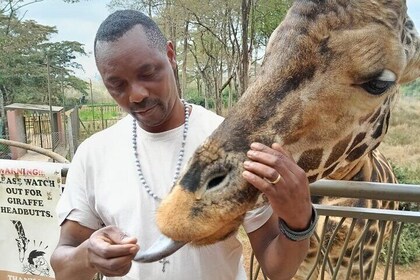 Nairobi Giraffe Centre Wildlife Encounter