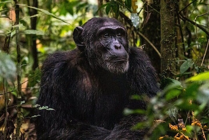 2 Days Chimpanzee tracking in Nyungwe National Park