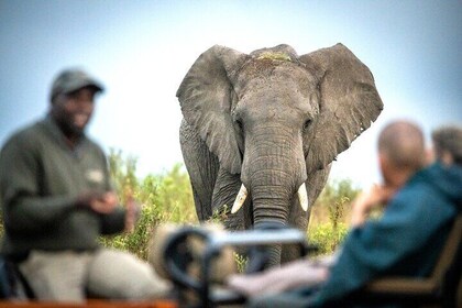 2 Nights Luxurious Gondwana Safari Tour from Cape Town