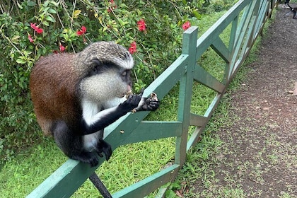 Chocolate, Waterfall, spices and Nature tours!