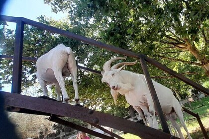 Cape Town, Destination for Wine and galery Lovers Private Tour