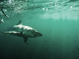 Great Whites & Great Wines: Shark Cage Diving & Wine Tasting