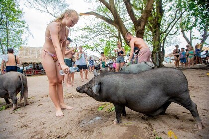 Koh Samui Pig Island Snorkeling by Private Longtail Boat
