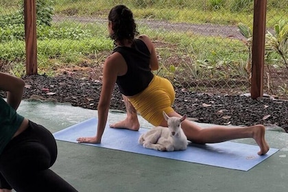 Yoga Class with Goat
