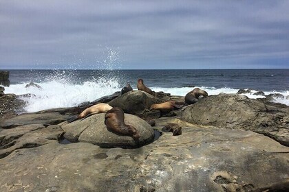 Full Day Private SD Tour from Coronado Island