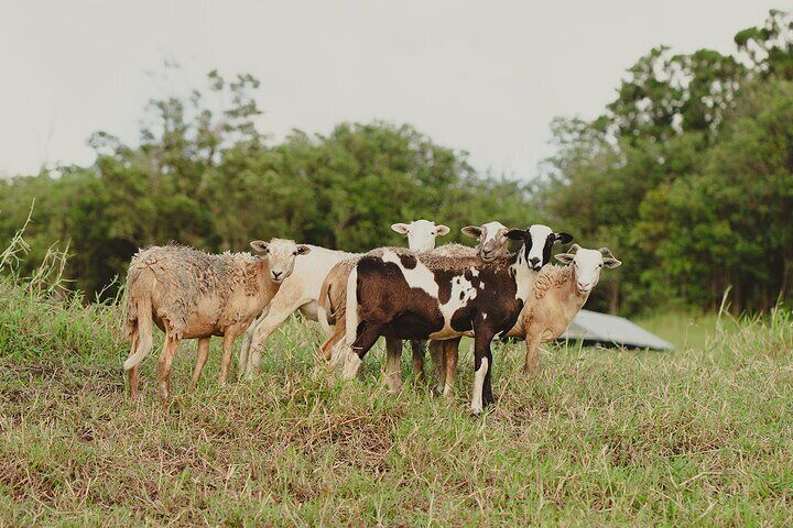 Ranch Tour & Animal Encounters