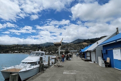Akaroa and Akaroa Dolphins Day Tour