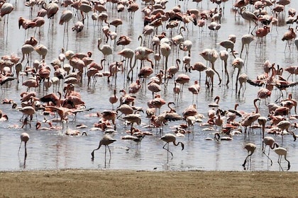 1 Day Trip Lake Eyasi 4x4 Tour Experience