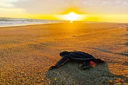 Turtle Release at Escobilla Beach