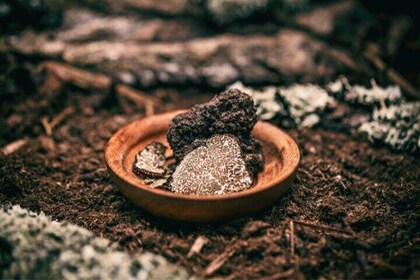 6-Hour Truffle Hunting Tour in Emilia-Romagna