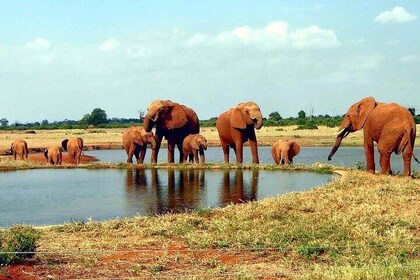 Tsavo East National Park Guided Day Tour