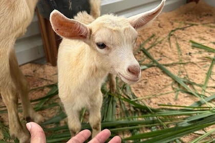 Petting Zoo Interactive Farm Experience