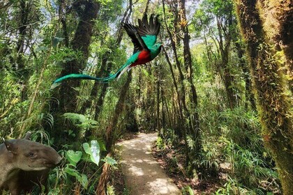 Quetzales Route: Naturalist Exploration in the Cloud Forest